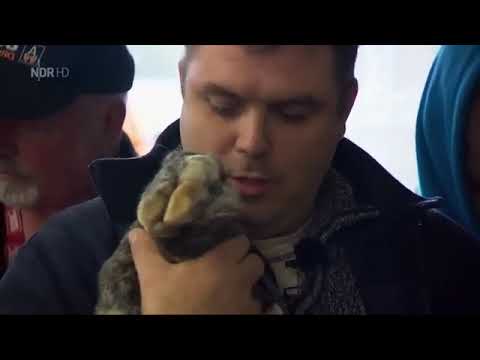 Der XXL Ostfriese   Echte und falsche Pferde