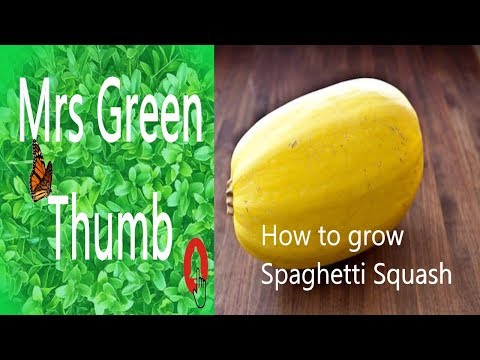 , title : 'How to grow Spaghetti Squash-from seed to plant #organicgardening #spaghettisquash #gardening'