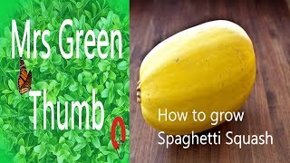 How to grow Spaghetti Squash-from seed to plant #organicgardening #spaghettisquash #gardening
