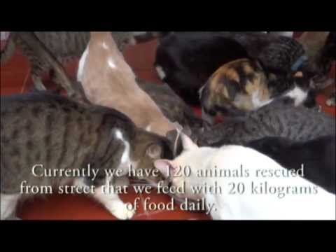 Feed 120 abandoned animals in Cartagena for 1 year