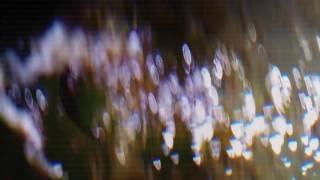 PYUR - A Tree [HFLP012]