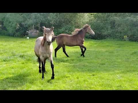 Dun Connemara fillies - Image 2