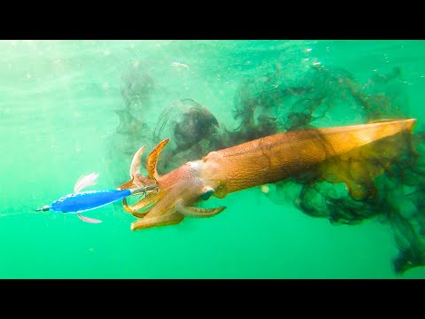 Jigging Squid Catch and Cook | Grilled Chourico-Stuffed Calamari | Living off the Land & Sea #7