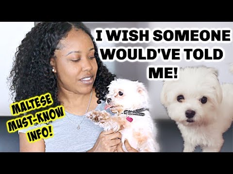 WATCH THIS BEFORE YOU ADOPT A MALTESE | THINGS NOBODY TOLD ME