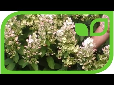 Hydrangea paniculata Floribunda - auf der Suche nach den schönsten Rispenhortensien