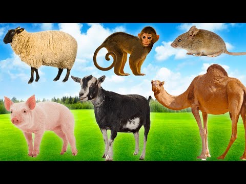 , title : 'Herbivores - Pig, Goat, Sheep, Monkey, Camel, Mouse - Animal sounds'