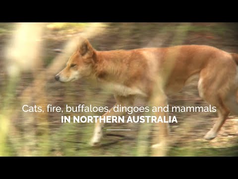 Cats, fire, buffaloes, dingoes and mammals in Northern Australia