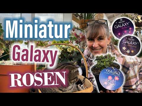 💫 Galaxy MINI-Rosen, GROSSER Beitag zur Nachhaltigkeit 🌹🐝☀️🪱