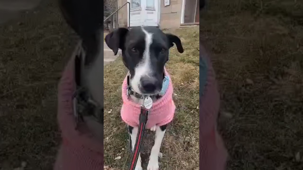 Enlarge Dixi, a ADOPTABLE mixed breed in Mississauga, ON video 6/6