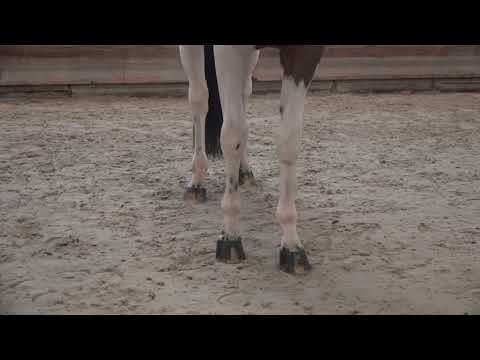 FALBALA DES GENEVRIS APLOMBS