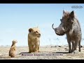 The Lion King Motivation Status About Life Teach By Timon Pumbaa 17Studio