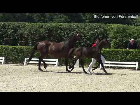 Gestüt Fohlenhof Haßloch - Stutfohlen von Fürstenball