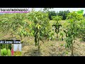 Thai All time Katimon Mango Farming , Mango ki khati ,Thai Sweet Katimon Mango/Call -8926100200
