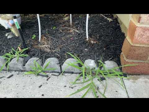 Ants Crawl All Over Exterior of Property in...