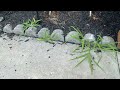 Ants Crawl All Over Exterior of Property in Tinton Falls, NJ
