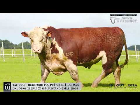 LOTE 01 TAT T001 Remate de Produção Hereford Estância Tamanca, 19 de Out 2024   TV EL Campo