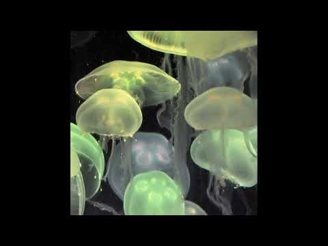 [ FREE ] Alpha Wann x Népal x Grünt boom bap type beat - "Sekaï" ( prod.nausaah)