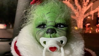The Grinch Baby hates Christmas lights!