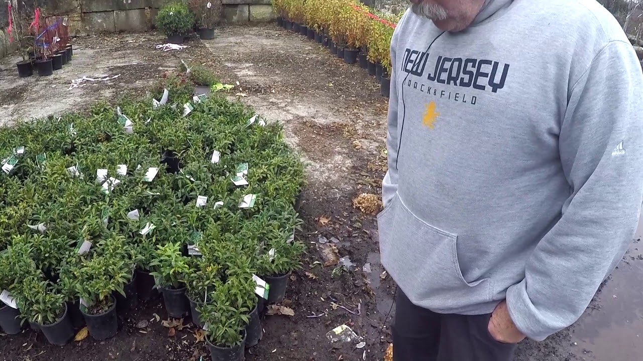 #TreeTipTuesday - Sarcococca hookeriana humilis