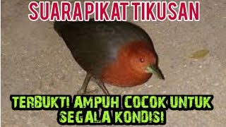Download lagu suara pikat tikusan atau mata merah, paling ngacor mp3 Download lagu suara pikat tikusan atau mata merah, paling ngacor mp3