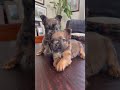 French Bulldog dogs for sale: Twix - Video 1