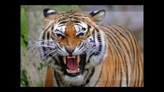 preview picture of video 'Jungle Safari Bandhavgarh'