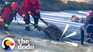 900-Pound Elk Trapped In Frozen Pond | The Dodo by The Dodo
