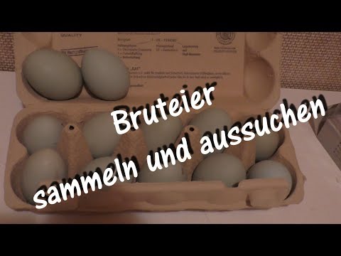 Bruteier aussuchen