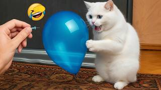 🤣 100%笑える！最高におもしろい猫動画！🐈😹パート 21