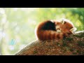 Relaxing Forest Sounds and a Sleeping Red Panda - 8 Hours