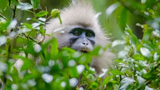 The First Person To See ALL 79 Major Groups Of Primates In The Wild | Primates | BBC Earth