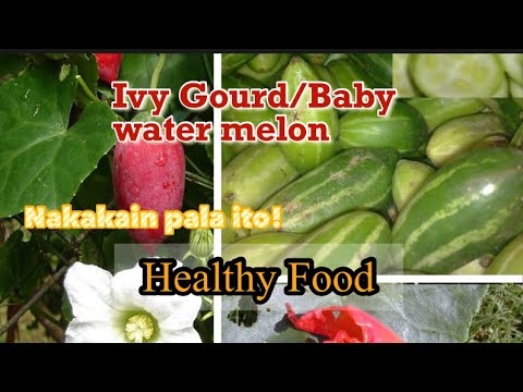 Cephalandra Indica Extract Powder