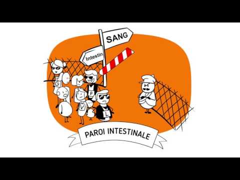 Le système digestif