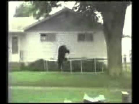 BEAR FALLS OUT OF TREE ON TRAMPOLINE LANDS ON FACE