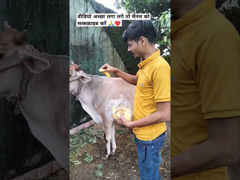 🙏♥️ #bollywood #jubinnautiyal #tseries #music #religion #helpless #cow #song #funny