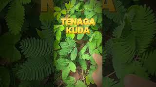 Download lagu Manfaat daun putri malu #putrimalu #daunputrimalu #tanamanputrimalu #tanamanherbal  #tumbuhanobat mp3