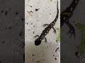 Just some #salamanders to brighten your day. #spottedsalamander #amphibia #amphibians #nature #cute