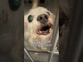 Rescue Needed For 10 Year Old Senior Maltese Barney Who Is In Desperate Need Of A Dental Dog
