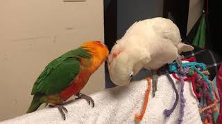 Jenday conure and Goffin’s cockatoo