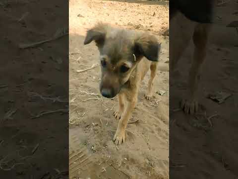 dog||dog video||#trending #short #trending #viral #Dilpesh4747