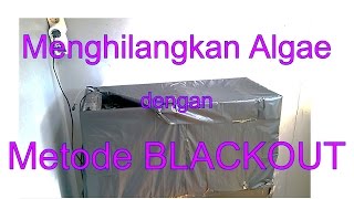 AQUASCAPE | metode BLACKOUT - Menghilangkan algae