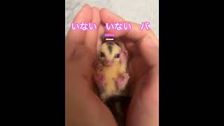 #癒し #sugarglider #可愛い #癒される #エキゾチックアニマル #かわいい #フクモモベビー #小動物癒し #ハムスター #私とフクモモ生活