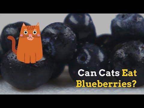 YouTube video about: Can cats have blueberry muffins?