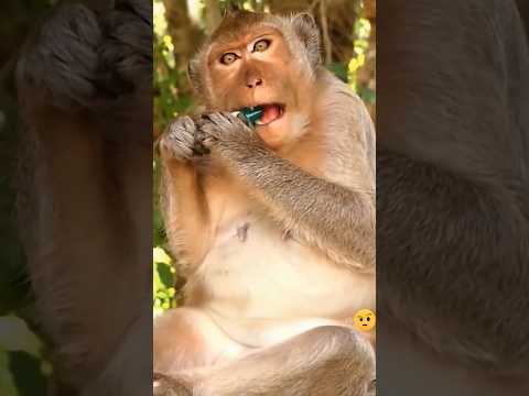 बंदर को मिला Lighter! 🐒🔥 फिर जो हुआ सोच भी नहीं सकते!