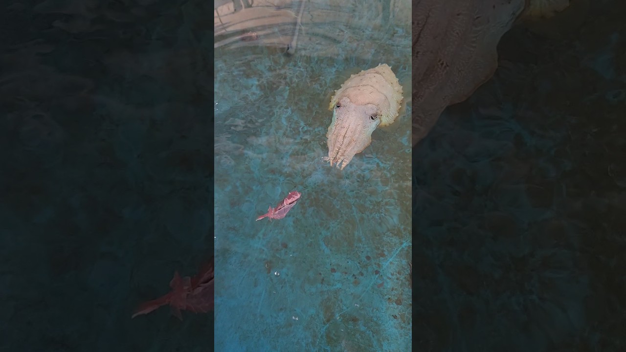 🫳🐟🦑　@ishoshaaaaaaaa