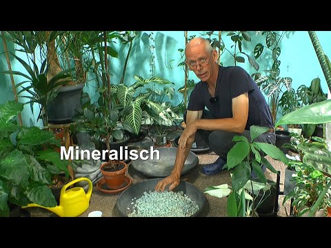 Pflanzen im Zimmer mineralisch aber wie geht das Klimbim aus dem Dschungel auch mit Monstera