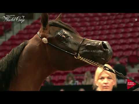 N.231 PCF NAVARRE - LAS VEGAS 2019 - Arabian World Cup Junior Colts (Class 121A).mp4