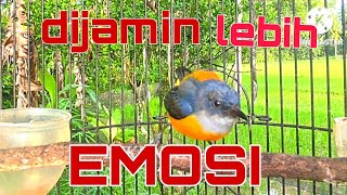 Download lagu kemade bunga api emosi berat, pancingan kemade biar cepat gacor. mp3 Download lagu kemade bunga api emosi berat, pancingan kemade biar cepat gacor. mp3