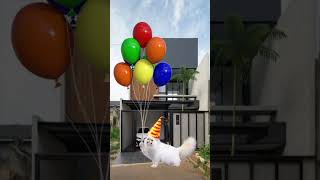 Download lagu Green Balloon Exploding #balloon #monkey #funny #cute #cat mp3 Download lagu Green Balloon Exploding #balloon #monkey #funny #cute #cat mp3