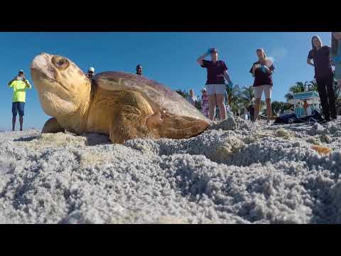 Loggerhead Sea Turtle Returned to the Wild